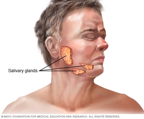 Localisation des glandes salivaires