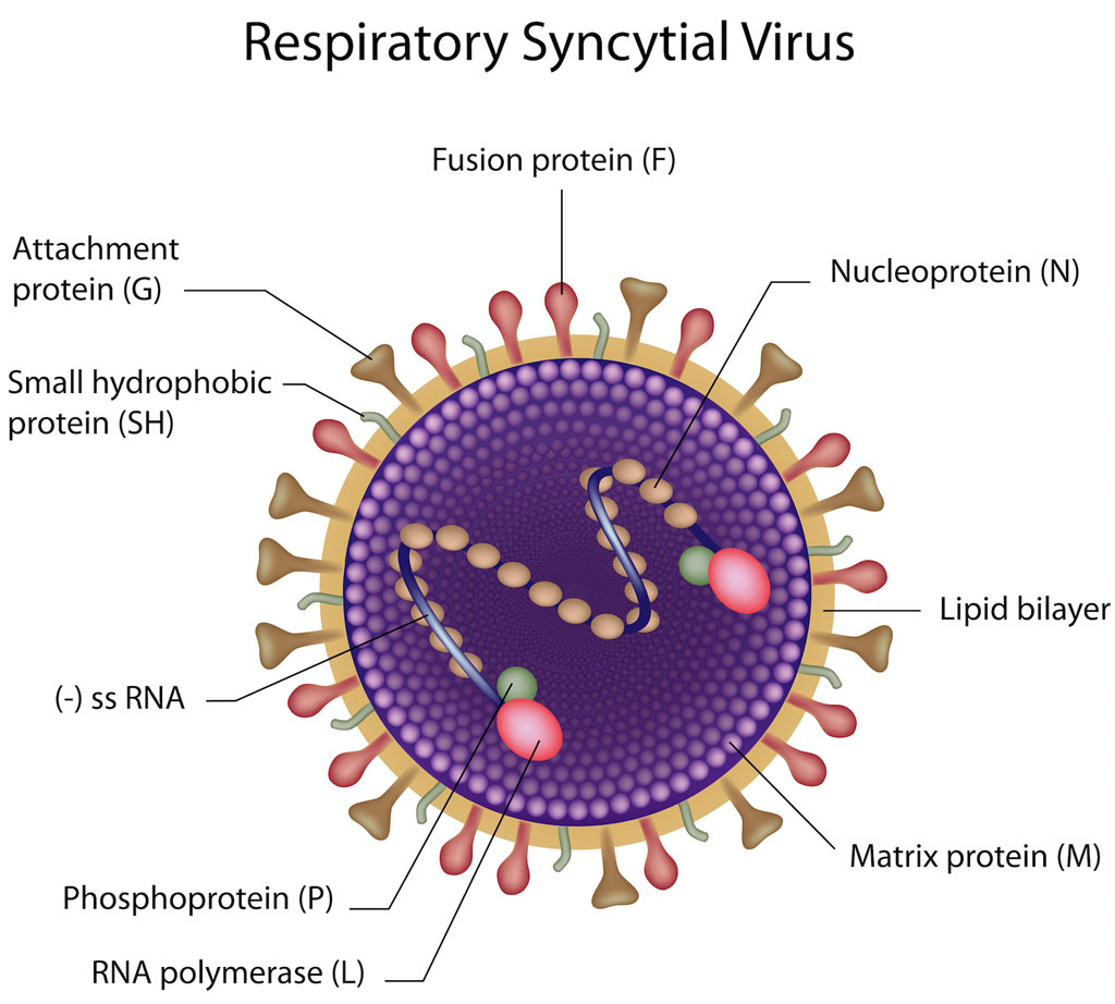 Virus respiratoire syncytial (RSV)