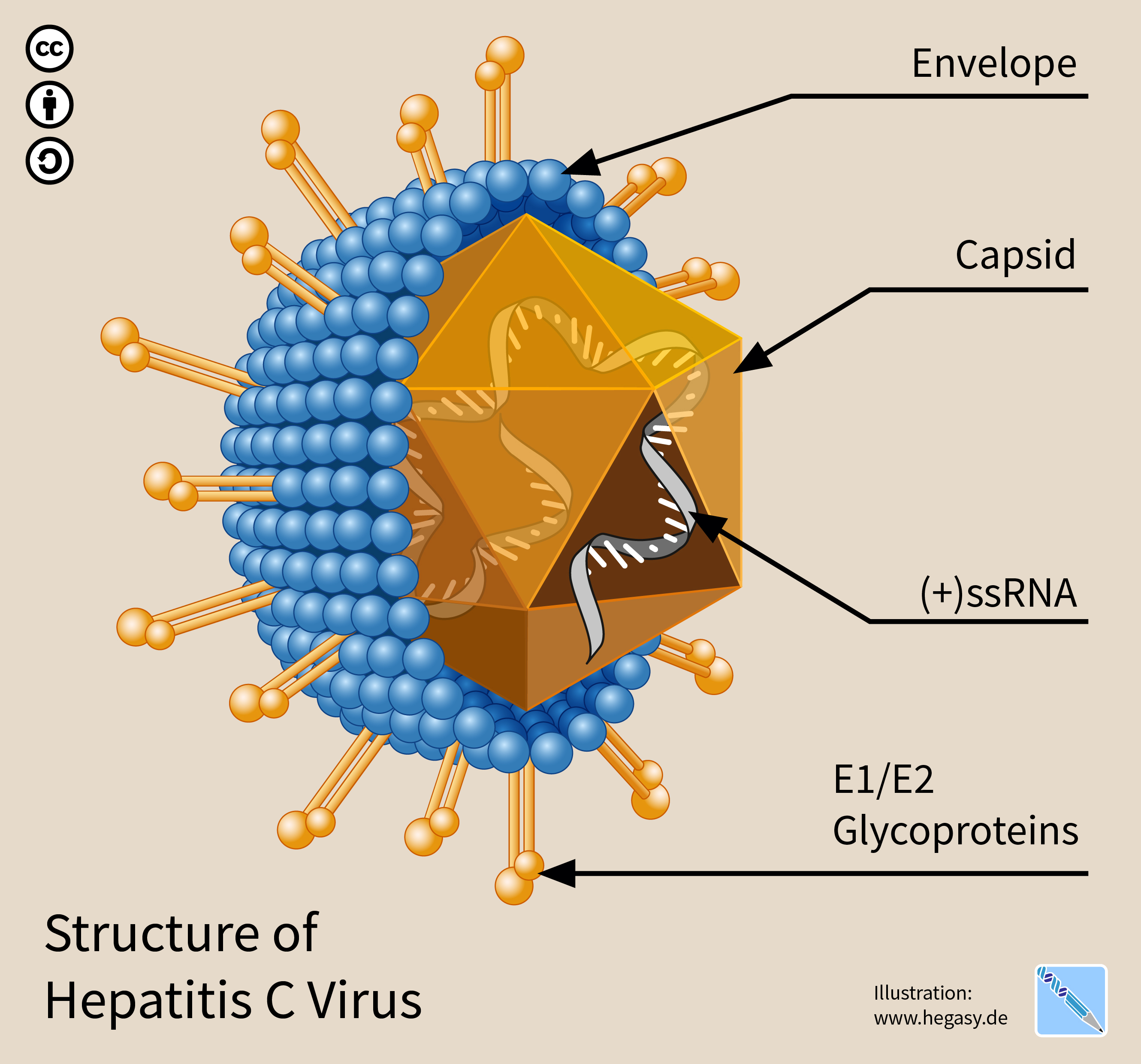 Structure du virus de l'hépatite C