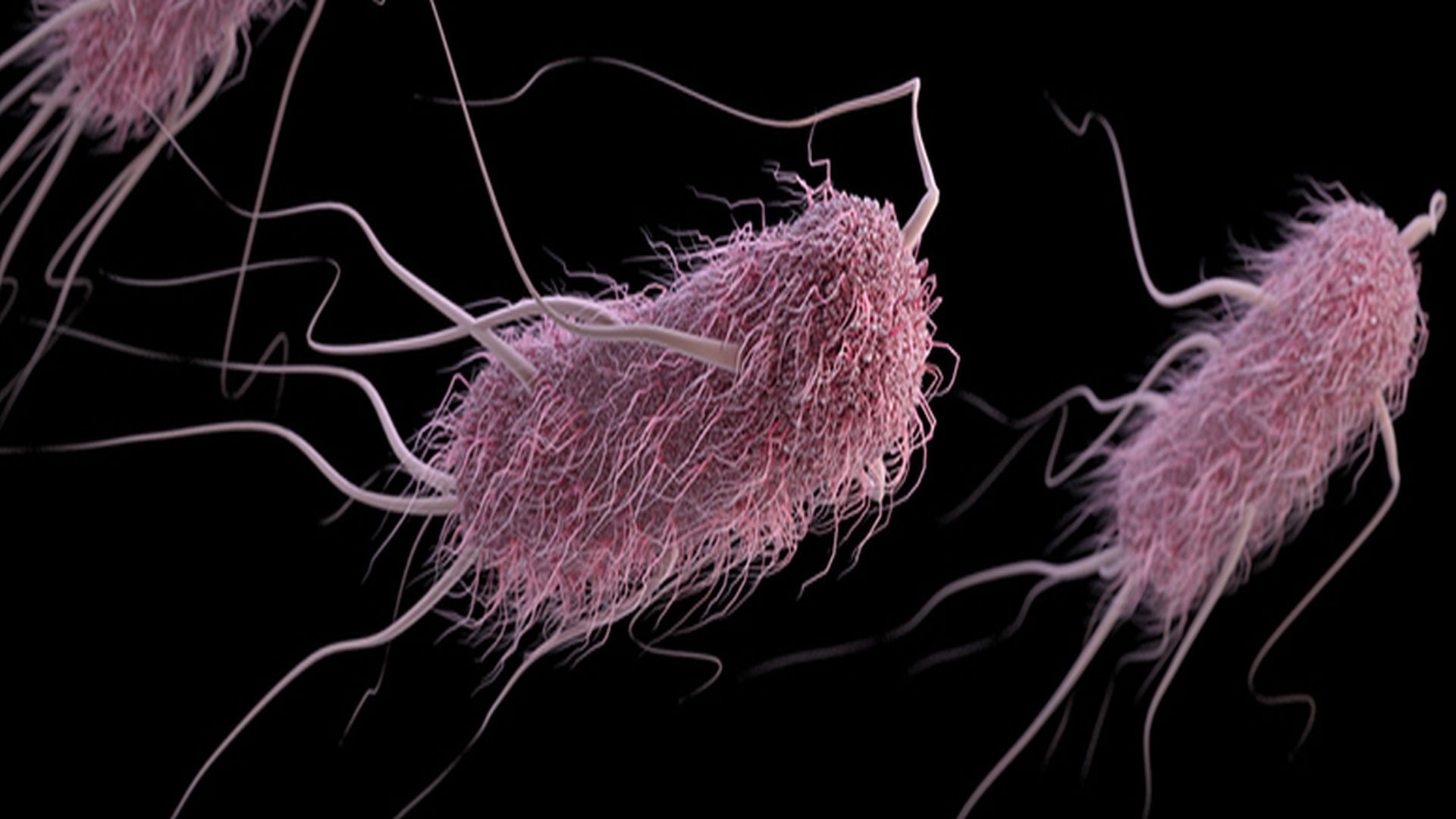 Infection à Escherichia coli: causes, symptômes et traitement