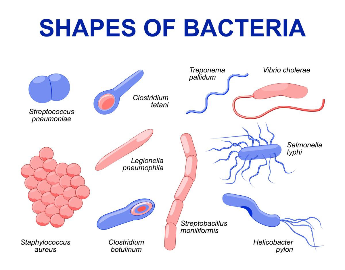 https://fmedic.org/wp-content/uploads/2020/11/1200-94798069-shapes-of-bacteria.jpg