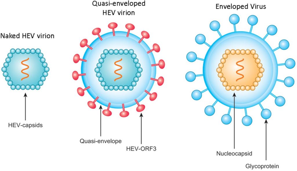 Structure du virus de l'hépatite E