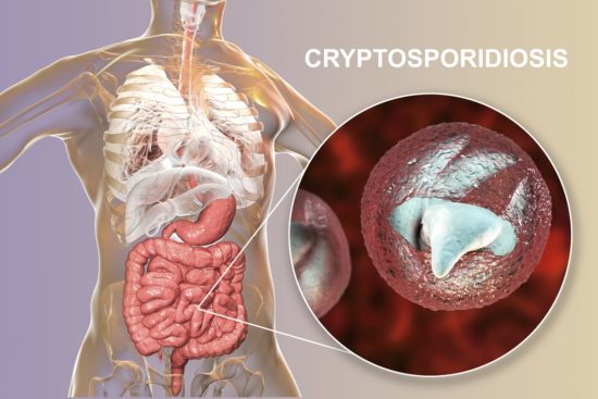 Infection à Cryptosporidium: symptômes et traitement