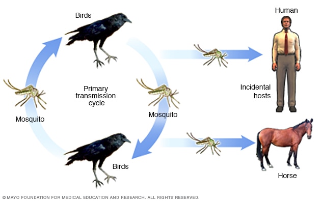 Cycle de transmission du virus du Nil occidental