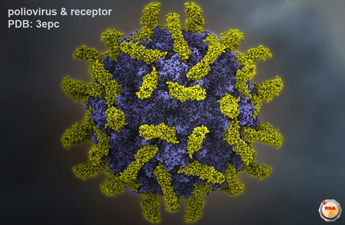 https://fmedic.org/wp-content/uploads/2020/12/p1m_poliovirus-receptor.jpg