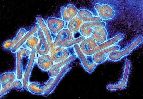 Structure et transmission du virus de Marburg